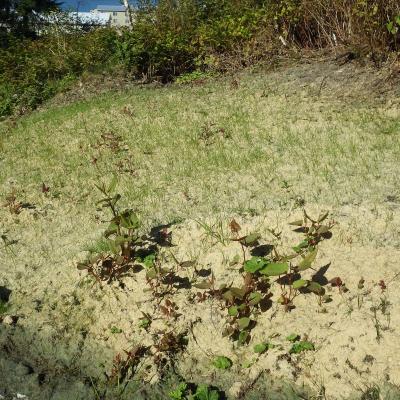 Dry Ground, Invasive Weeds